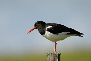 Haematopus: Oyster catcher