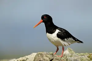 Haematopus: Oyster catcher