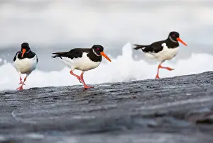 Haematopus: Oyster Catcher, three birds on rocky coastline