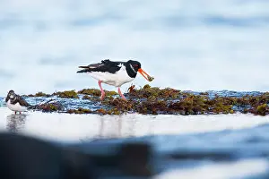 Haematopus: Oyster Catcher, carrying Common Limpet (Patella