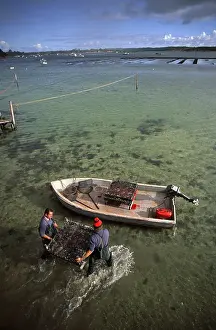Shellfish: Oyster Farming