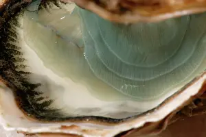 Oysters: oyster - fine de claire' opened