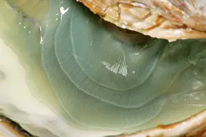 Oysters: Oyster - fine de claire' opened