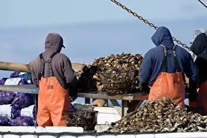 Commerical: Oyster fishing on Long Island Sound off of Norwalk