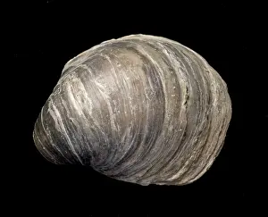 Arcuata: Oyster Fossil
