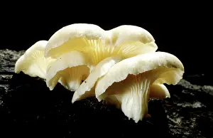 Foods: Oyster Mushroom