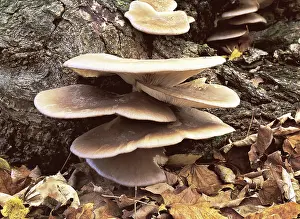 Shelf: Oyster mushroom