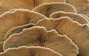 Pleurotus: Oyster Mushroom - detailed study of Fungi gills