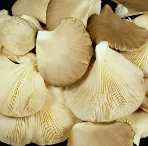 Shellfish: Oyster mushroom (Pleurotus ostreatus)