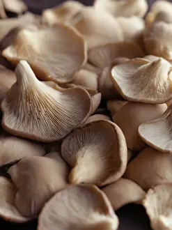 Pleurotus: Oyster mushroom, Pleurotus ostreatus, Top view of