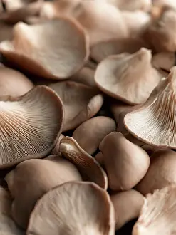 Creeper: Oyster mushroom, Pleurotus ostreatus, Top view of