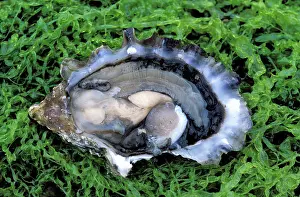 Oysters: Oyster - opened