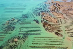 Shellfish: Oyster park of Gouville sur mer, Manche, Cotenti