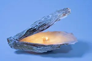 Pearls: Oyster Shell