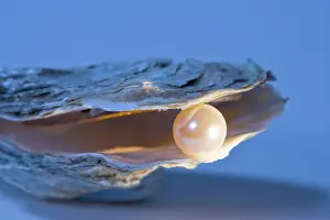 Pearls: Oyster Shell