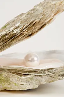 Pearls: Oyster Shell