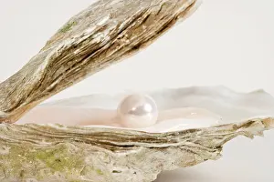 Pearls: Oyster Shell