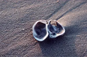 Shells: OYSTER SHELL