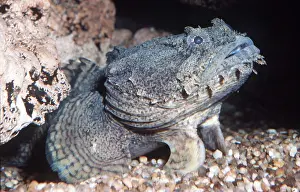 Ugly: Oyster TOADFISH