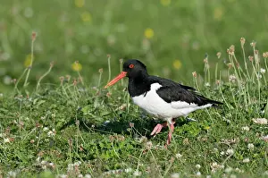 Oystercatchers: Oystercatcher