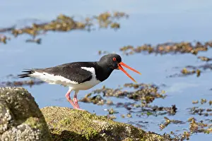 Oystercatchers: Oystercatcher