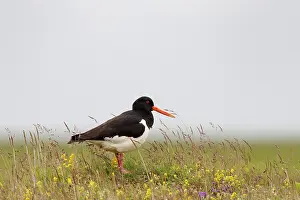 Ostralegus: Oystercatcher