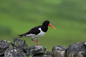 Haematopus: Oystercatcher