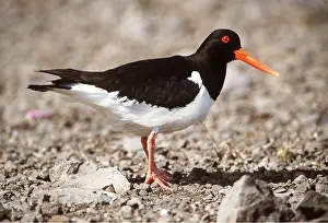 Oystercatcher: OYSTERCATCHER