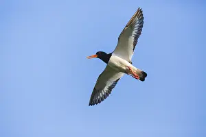 Haematopus: Oystercatcher - calling in flight, Island of Texel
