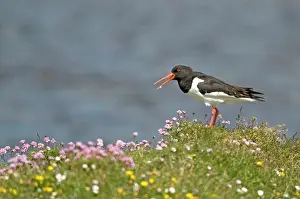 Oystercatchers: Oystercatcher - calling from amongst flowers