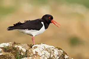 Oystercatchers: Oystercatcher - calling out to mark territory