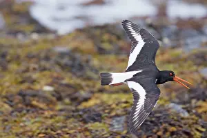 Whilst: Oystercatcher - Calling whilst flying over rocky