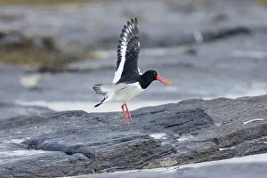 Whilst: Oystercatcher - Calling whilst landing on rocky