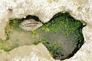 Oystercatchers: Oystercatcher - chick in rock pool