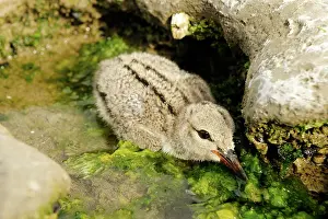 Oystercatchers: Oystercatcher - chick in rock pool