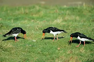 Piping: OYSTERCATCHER - Communal piping displaying