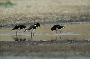 Haemotopus: Oystercatcher - Displaying