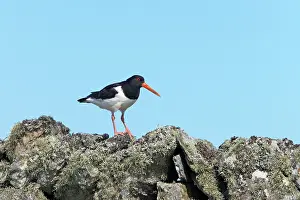 Drystone: Oystercatcher - on drystone wall