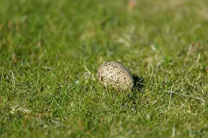 Lack: Oystercatcher - egg laid on grasslabd showing lack of nest