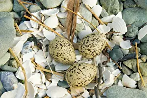 Oystercatchers: Oystercatcher - Eggs