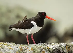 Oystercatchers: Oystercatcher with feathers ruffled by the wind