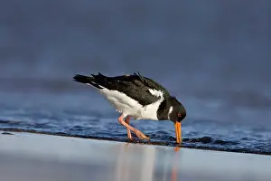 Incoming: Oystercatcher - Feeding on morsels washed in by