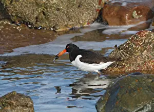 Haematopus: Oystercatcher - feeding on mussel
