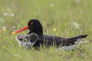 Haematopus: Oystercatcher - female warming chick - Germany