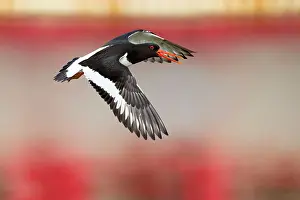 Oystercatchers: Oystercatcher - in flight
