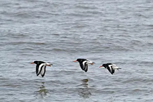Haematopus: Oystercatcher - three in flight