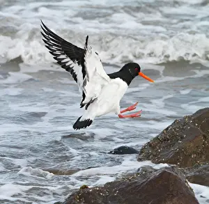 Haematopus: Oystercatcher - in flight landing on rock