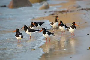 Oystercatcher: Oystercatcher - flock on beach