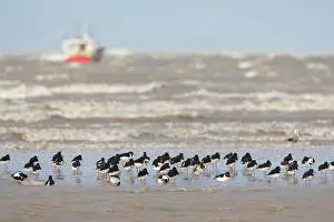 Jake Stephen: Oystercatcher flock on beach with sea and boat