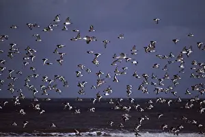 Oystercatcher: OYSTERCATCHER - flock in flight